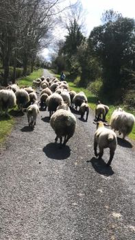  Estancia de inmersión lingüística en casa de Marina - Irlanda - County Longford - 5